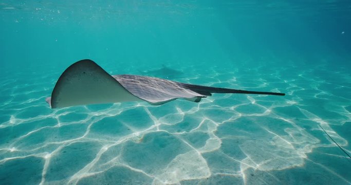 A stingray gliding effortlessly