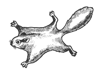 Fotobehang Flying squirrel animal sketch engraving vector illustration. Tee shirt apparel print design. Scratch board style imitation. Black and white hand drawn image. © Oleksandr Pokusai