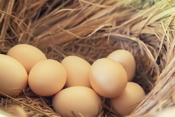 Close up of the Several eggs on a straw. Eggs in the coops and straw.