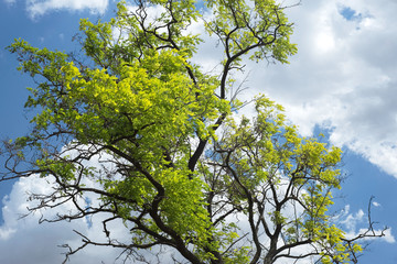 tree with green leaves on the branches, against the blue sky with whitish white clouds