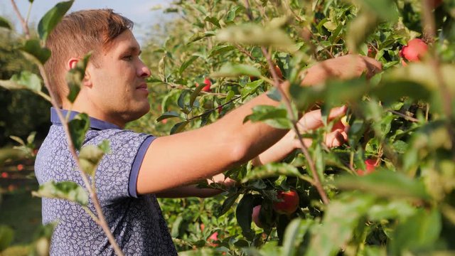 Gardener man hands pluck ripe apples from tree in garden in the begining of autumn