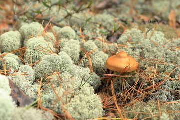 Natural forest autumn background with moss grass mushrooms and needles