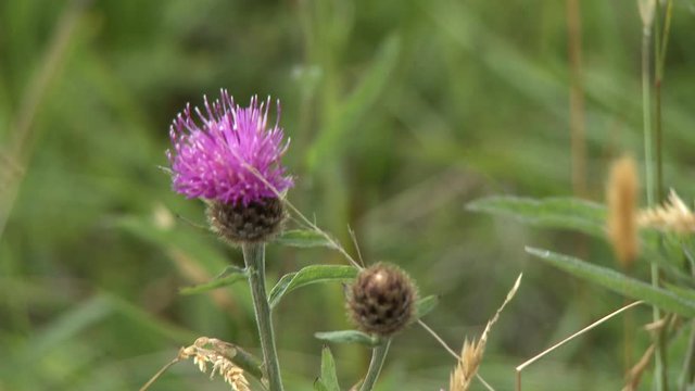 Steady, medium close up shot of a pink bull thistle plant (Cirsium vulgare).