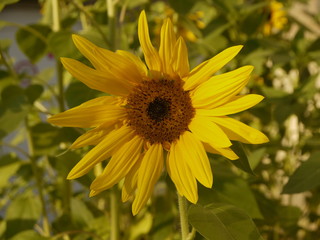Sonnenblume 2