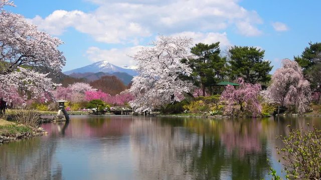緑水苑の桜（福島県・郡山市）