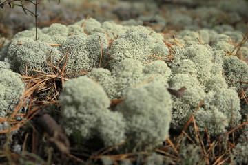 Natural forest autumn background with moss grass mushrooms and needles