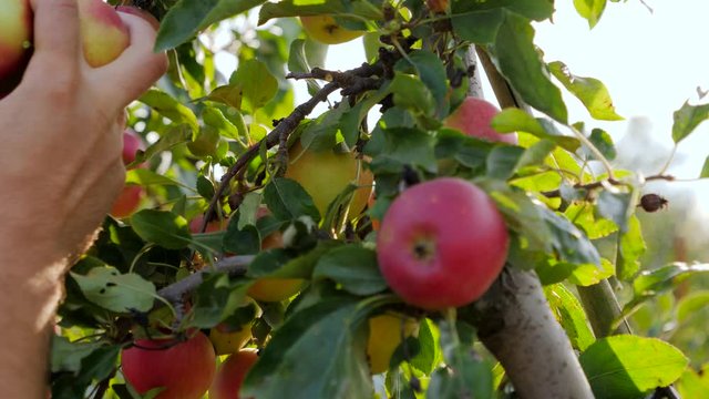 Closeup gardener man hands pluck ripe apples from tree in garden in the begining of autumn