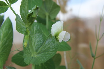 white flowers in the garden