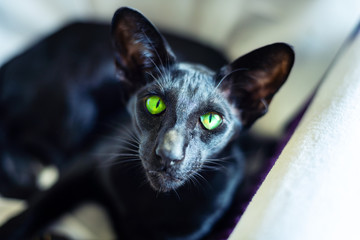 Black cat breed oriental, close up, looking with green eyes