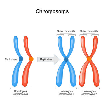 difference between homologous chromosomes, a pair of homologous chromosomes, and Sister chromatids