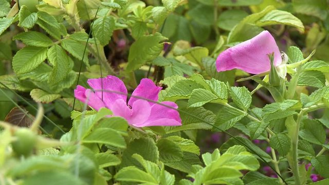 Steady, medium close up shot of pink primrose flowers.