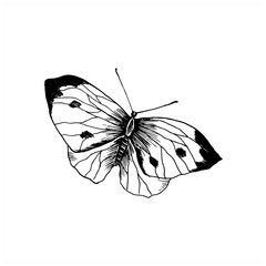 Butterfly sketch. Hand drawn insect butterfly cabbage. Sketch style vector illustration. Isolated on white.