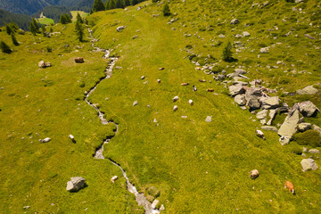 glimpse of a mountain meadow with grazing cows.
