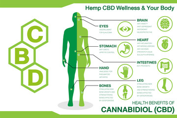 Hemp CBD Wellness and your body. Health benefits of Cannabidiol CBD from cannabis, hemp, marijuana effect on body. vector infographic on white background.