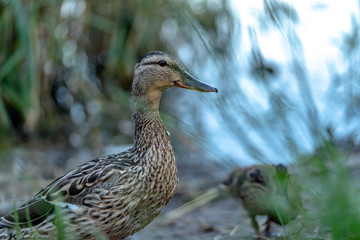 goose duck