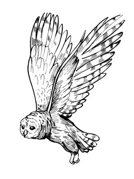 Owl sketch. Hand drawn illustration converted to vector