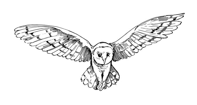 Drawing in Graphite Pencil: Owl | Minnesota Landscape Arboretum
