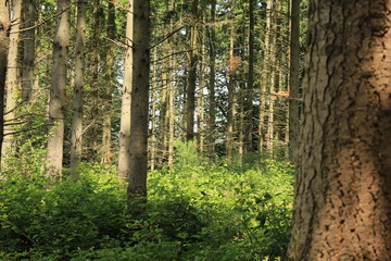 Path in the Forest