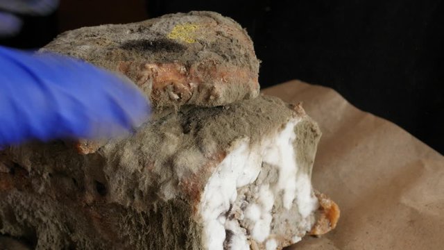 moldy bread and mold particles in air