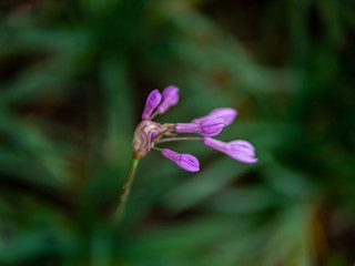 A Nile Lily minimal close up with a green background in a shallow depth field