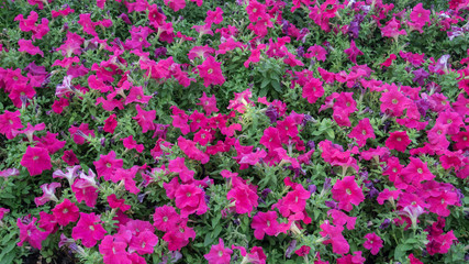 Magenta petunia in the city square garden at the end of summer