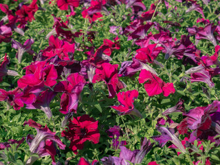 Magenta petunia in the city square garden at the end of summer