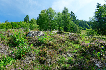 Naturlandschaft mit Heide im Naturschutzgebiet Feldberg-Belchen-Oberes Wiesental