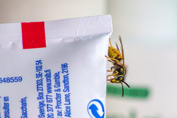 wasp in the bathroom.