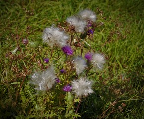 Kratzdistel mit Gespinst