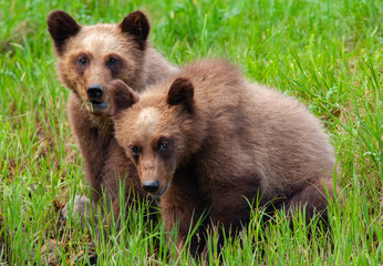 Grizzly Bear Cubs in Meadow © ScottCanningImages