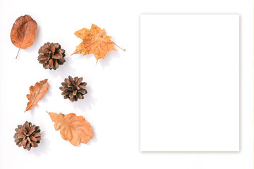 Autumn composition. Dry oak leaves and cones on a white background and frame for text. Leaves of different shapes. Natural autumn background. Copy space