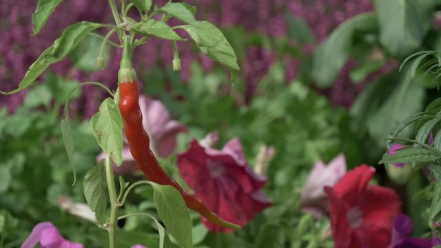 Chili pepper plant in a street market. Plant nursery