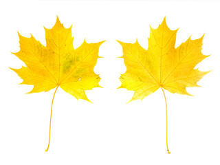 ein farbiges Ahornblatt, Vorder und Rückseite, vor weißem Hintergrund