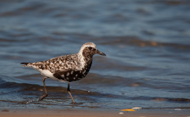 Black Bellied Plover on Atlantic BEach