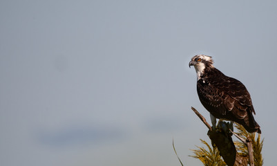 Osprey on Pine Tree