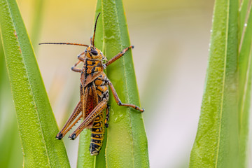 Orange lubber grasshopper on plant blades