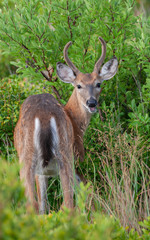 White Tailed Deer Foraging