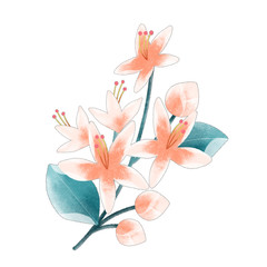 Obraz na płótnie Canvas Millingtonia flower Branch