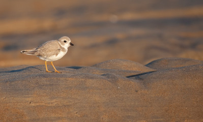 Piping Plover on MA Beach
