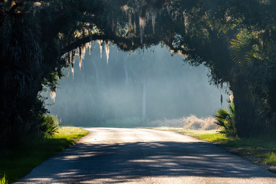 Tunnel Of Trees At A Park In Central Florida