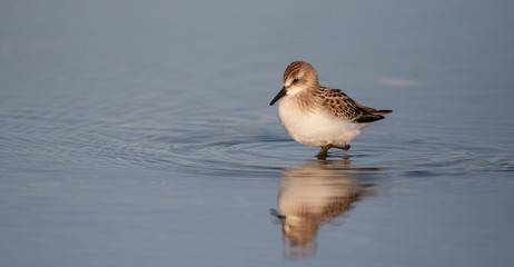 Sanderling Wades through Tidal pool