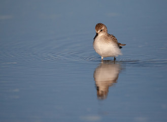 Sanderling Wades through Tidal pool