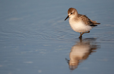 Sanderling Wades through Tidal pool