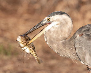 Great blue heron caught a puffer fish for his morning meal