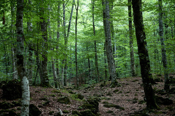 Paseo entre bosque de hayas sombrío, La Fageda d'en Jordà