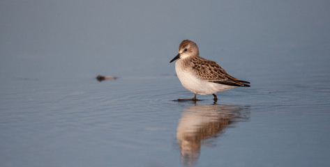 Sanderling Wades through Tidal pool