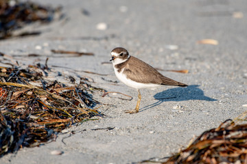 Semipalmated Plover (Charadrius semipalmatus) on the beach in Florida
