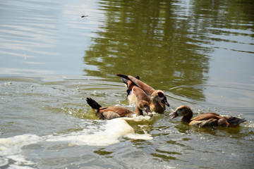 Feeding a duck and her ducklings on a pond in Europe	