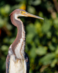 Profile of a tricolored heron in Florida