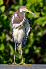 Tricolored heron perched on a rail in Florida